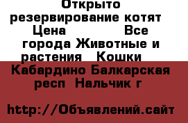 Открыто резервирование котят › Цена ­ 15 000 - Все города Животные и растения » Кошки   . Кабардино-Балкарская респ.,Нальчик г.